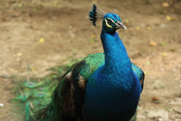 Fototapeta premium Peacock