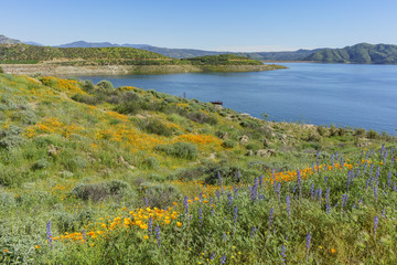 Fototapeta premium Lots of wild flower blossom at Diamond Valley Lake