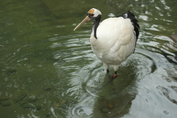 Red-Crowned Crane