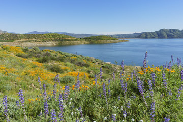 Lots of wild flower blossom at Diamond Valley Lake