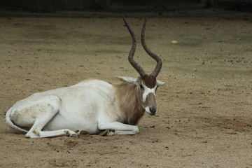 Antelope