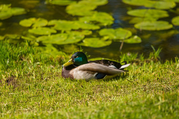 A beautiful adult mallard duck in the park