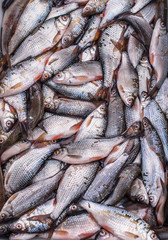 fresh fish