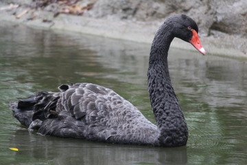 Obraz premium Black swan in the lake