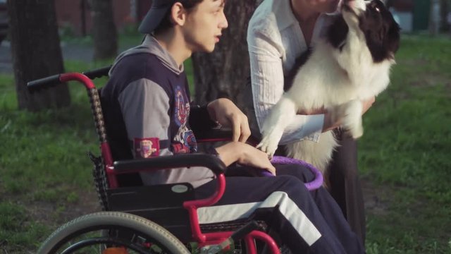 A disabled person plays with a dog, canitis therapy, disability treatment through training with a dog, Man in a wheelchair