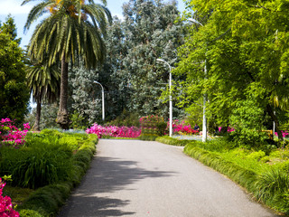 Walkway in a beautiful Park with Palms