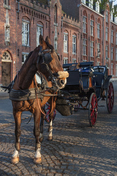 A beautiful brown horse hitched to a four wheel horse carriage is one of the main tourist attractions in the medieval-looking city of Bruges (Brugge), Belgium