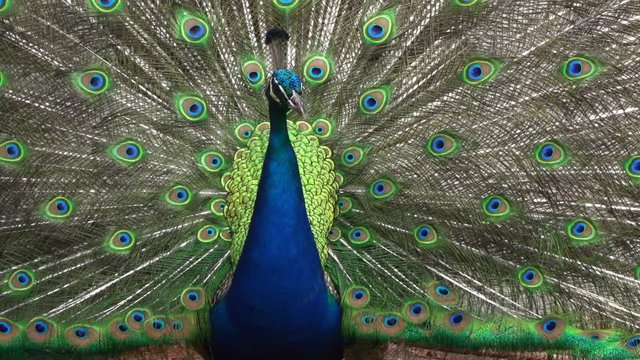 bright peacock strutting his tail feathers