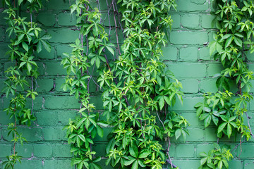 Ivy plant on the background of green brick wall.