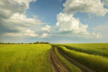 A dirt road in the green field of wheat. A beautiful stormy sky and rural houses in the distance. Beautiful spring, summer landscape.
