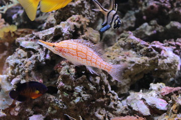 Poisson coloré des fonds marins en aquarium