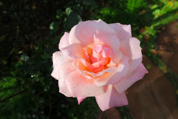 light colored rose with water drops