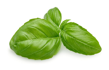 Basil