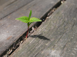 New Life