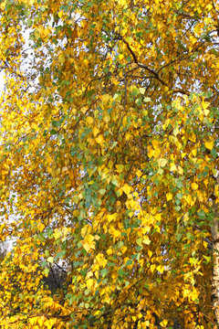 autumn leaves of birch tree