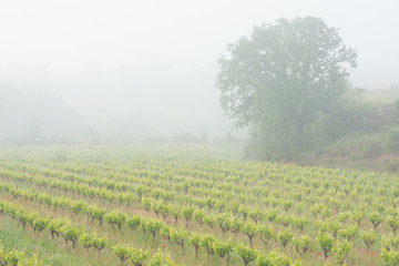 Fototapeta na wymiar vineyard fields with fog