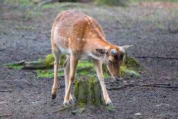 Damwild Damhirsch (Dama dama)