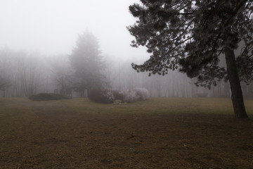 Obraz na płótnie Canvas morning mist in the forest
