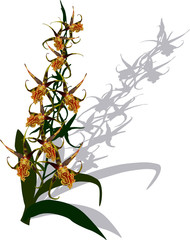 Fototapeta premium orchid with small yellow blooms and shadow