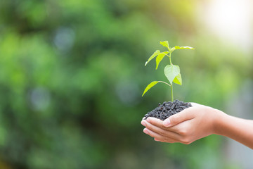 plant a tree.Symbol of spring and ecology concept
