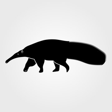 Anteater icon isolated on white background.
