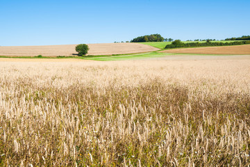 Autumnal rye field with a blue sky