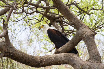 African fish eagle