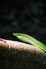  Red Tailed Green Rat snake