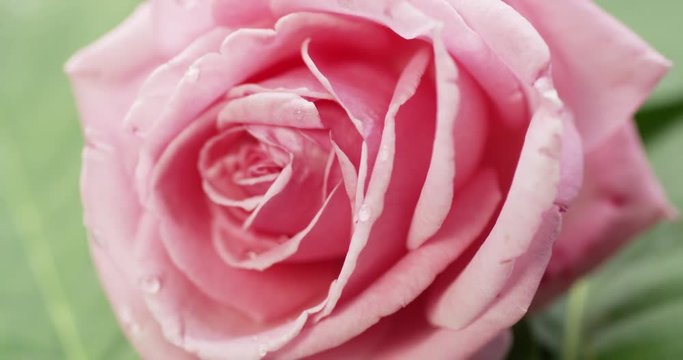 rose flower blossom spinning
