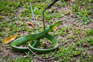  Red Tailed Green Rat snake