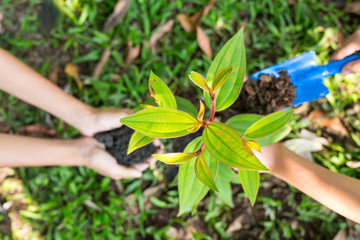 Two children are  to plant the tree in the garden as save world concept.