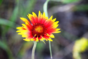 Beautiful blanket flower