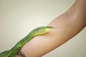  Red Tailed Green Rat snake on arm