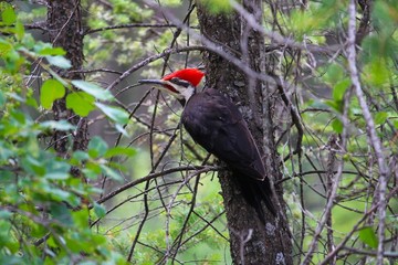 Pileated woodpecker