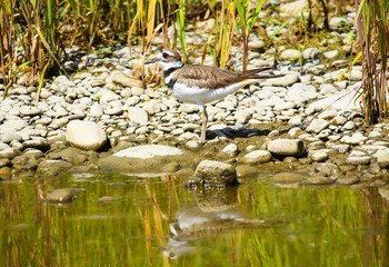 Plover at the water's edge