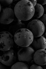Close up, berries of dark bunch of grape with water drops in low light isolated on black background