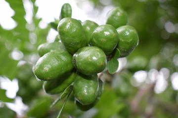 Fruto verde