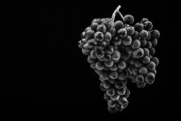 Berries of dark bunch of grape with water drops in low light isolated on black background