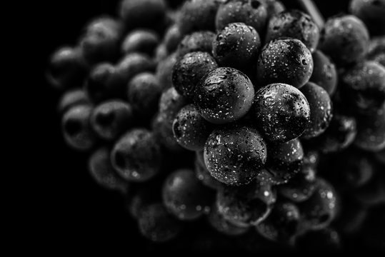 Close Up, Berries Of Dark Bunch Of Grape With Water Drops In Low Light Isolated On Black Background