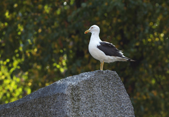 Seagull