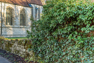 Efeuranken an der Mauer vor einer alten Kirche
