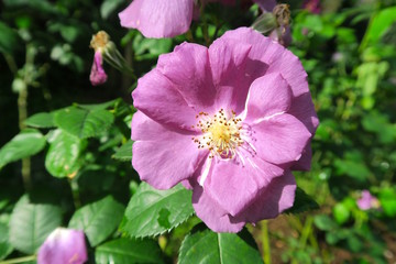 normal small purple rose growing on a tree