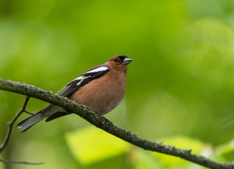 Common chaffinch bird perched on a tree branch during summer time