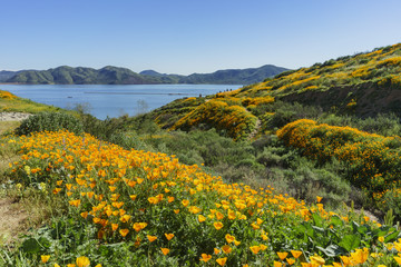 Fototapeta premium Lots of wild flower blossom at Diamond Valley Lake