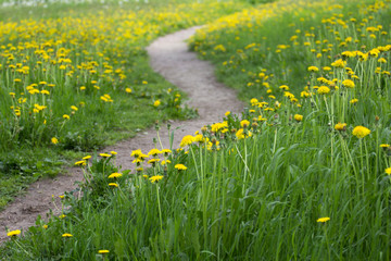 field of dandelions