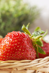 Organic fresh and ripe strawberries in woven basket. Copy space