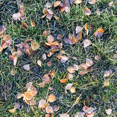 Frozen autumn leaf and grass