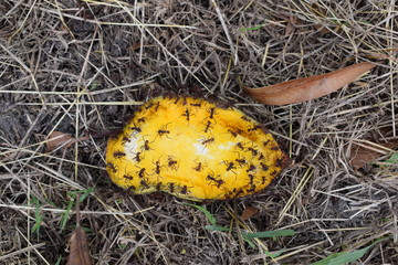 Hormigas comiendo mango