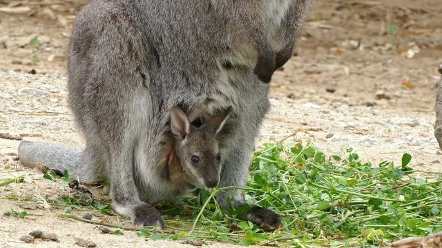 Close up of kangaroo (Red-Necked Wallaby) female , with breeding in the marsupial pouch. 