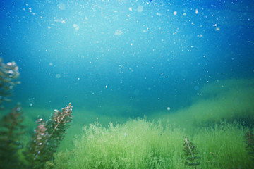 Fototapeta na wymiar Seabed with algae and corals